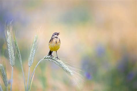 鳥圖|5,364,500+ 項鳥照片檔、圖片和免版稅影像